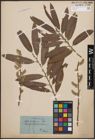 Foto von Salix cinerea L. x Salix viminalis L.